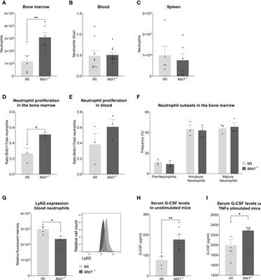 MST1 controls murine neutrophil homeostasis via the G-CSFR/STAT3 axis